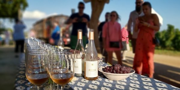 Hero image for the guide 'Discovering Mallorca's Vineyards: A Guide to Wineries Open for Visitors'