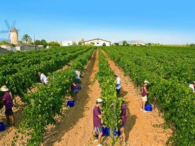 From Guide e818f043-9dbd-46b3-9309-2fd43f1e49f3: Grape Cultivation in Mallorca, Spain
