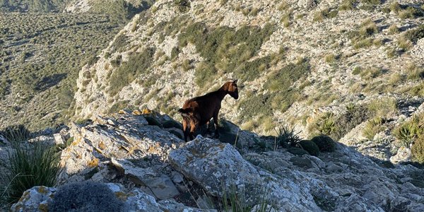 Hero image for the guide 'Discover Mallorca's Wild Side: Goats and Unusual Wildlife'