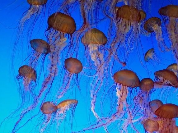 Jellyfish Safety