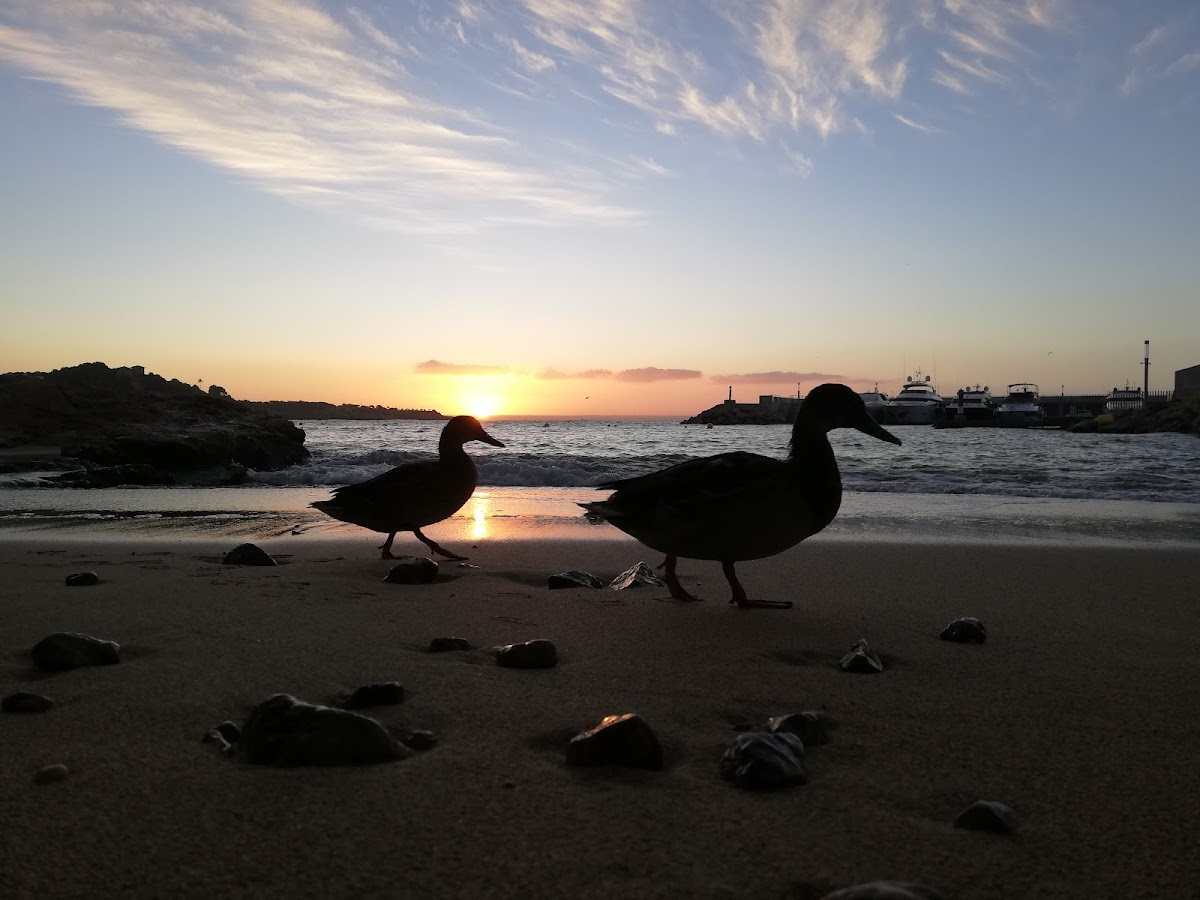 Platja Cala Guix