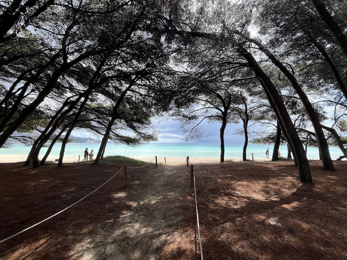 Platja d'Alcudia