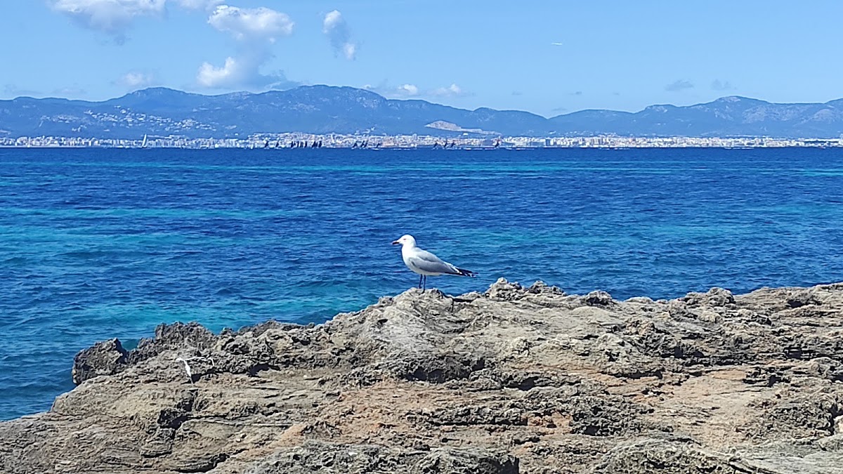 Platja Punta de ses Punxes