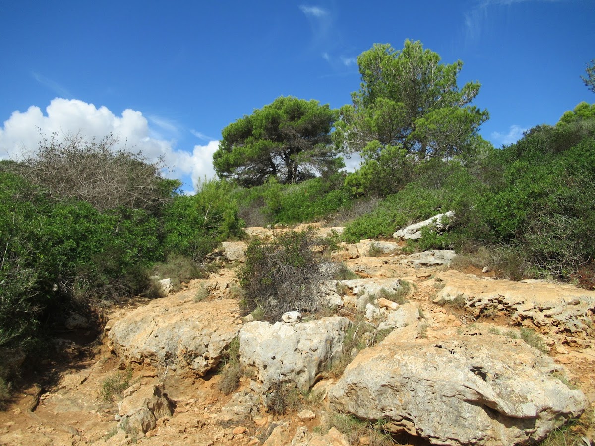 Cala Brafi