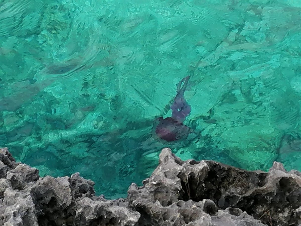 Caló des Borgit