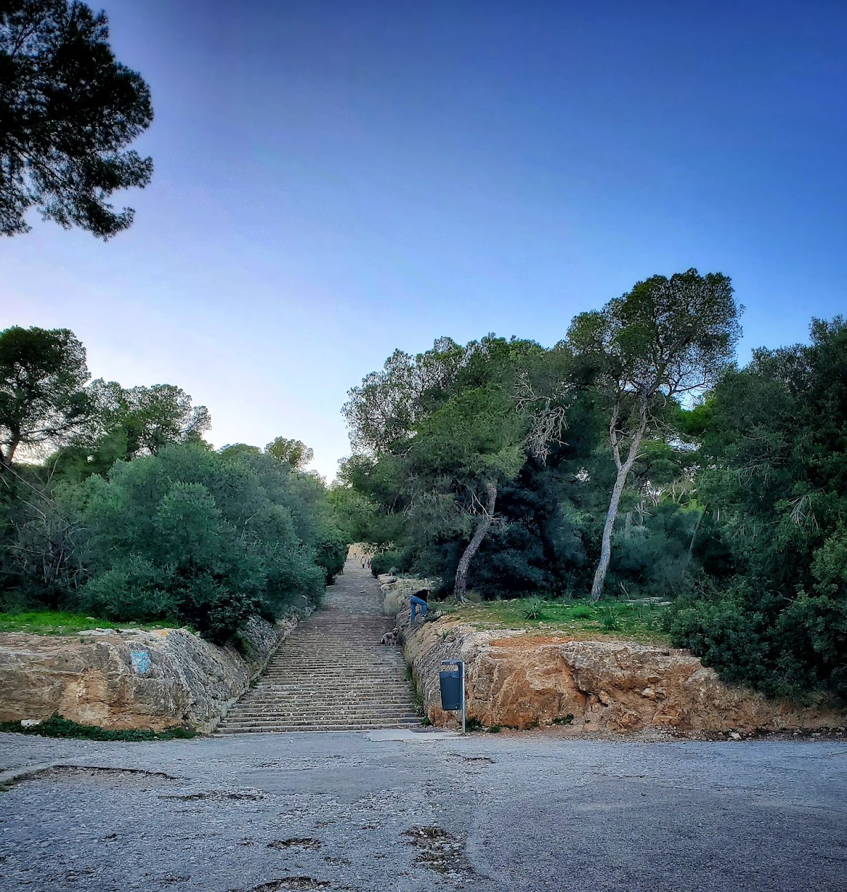 Bosc de Bellver