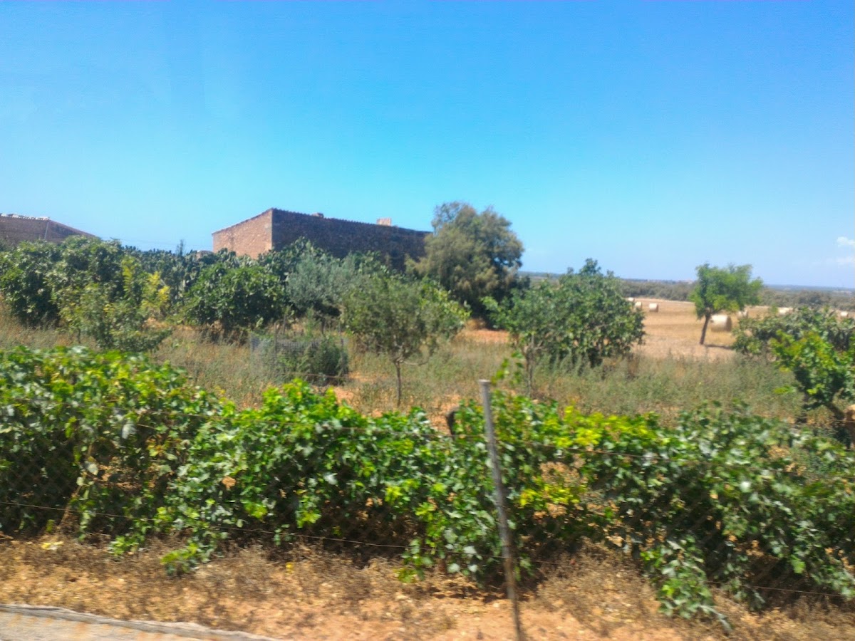 Campos