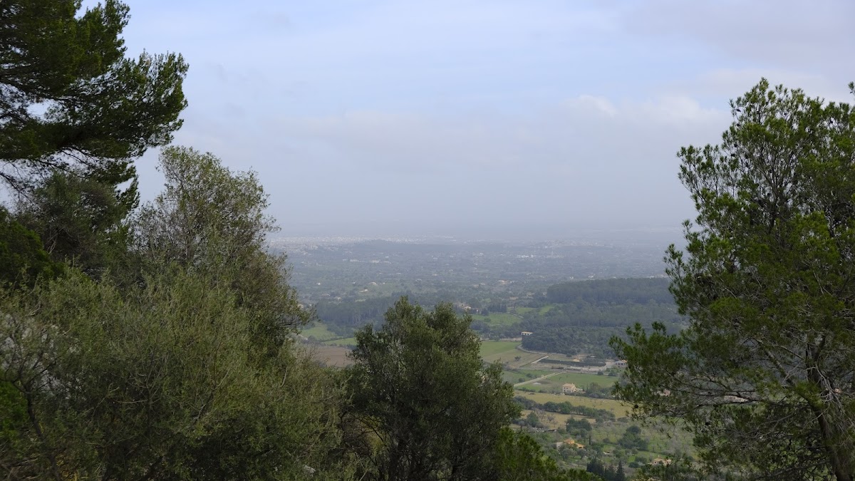 Selva