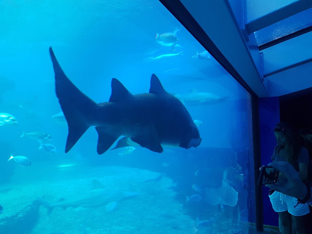 Palma Aquarium