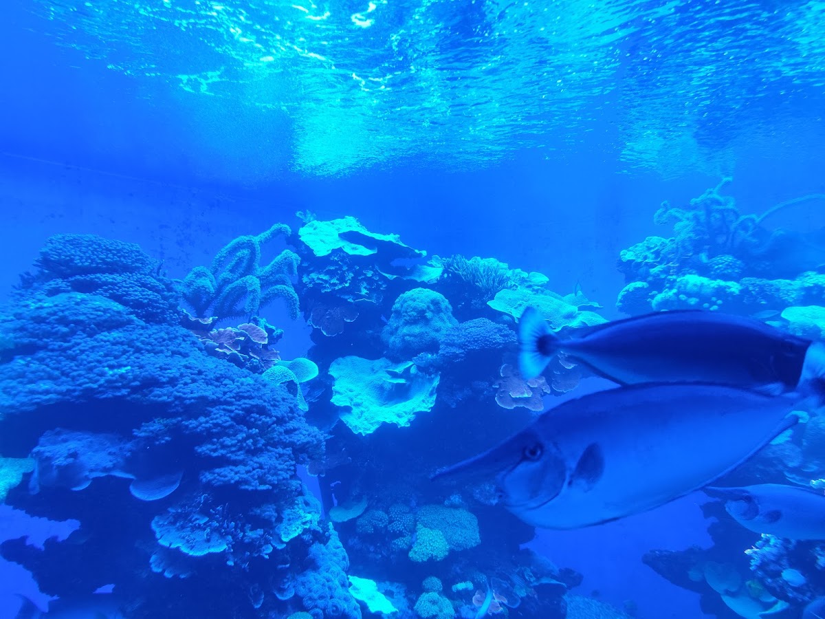Palma Aquarium