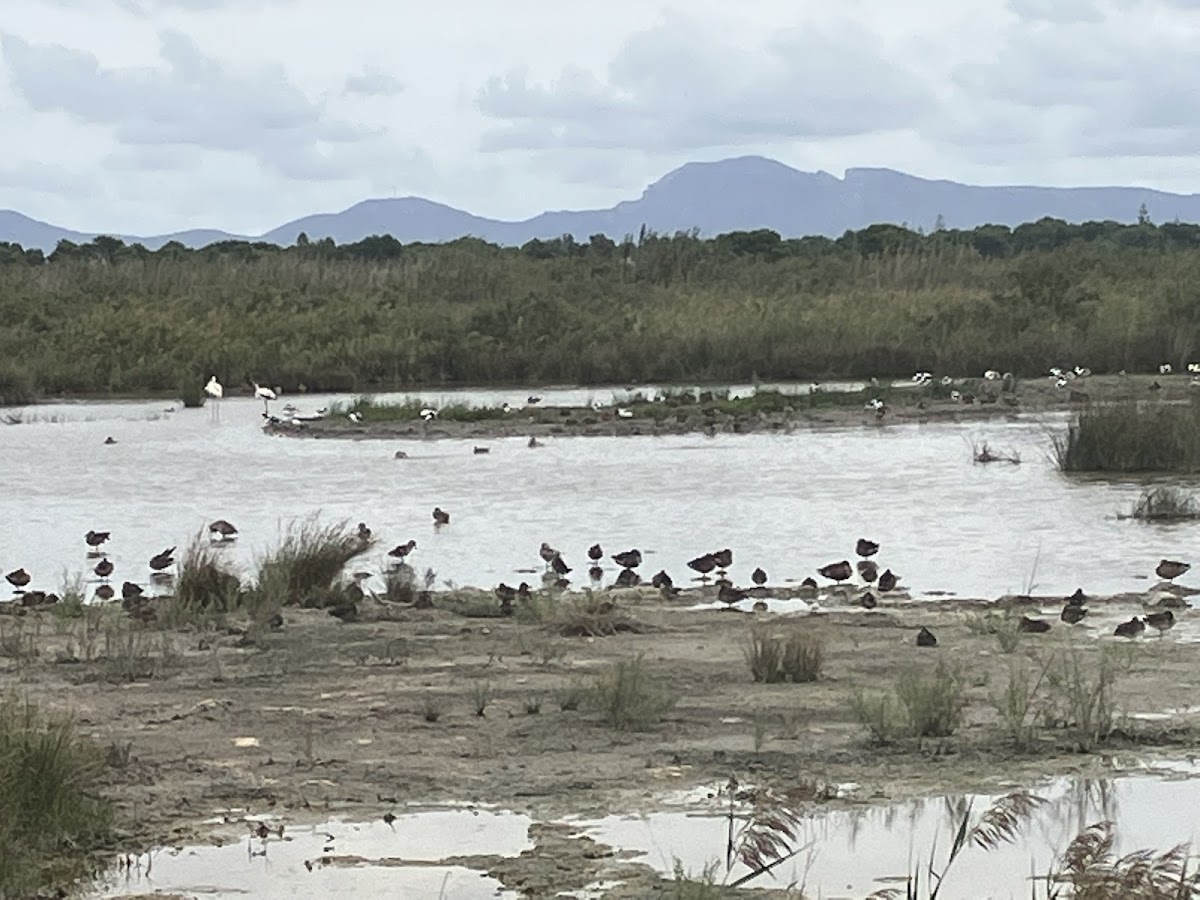 Parc Natural de s'Albufera de Mallorca