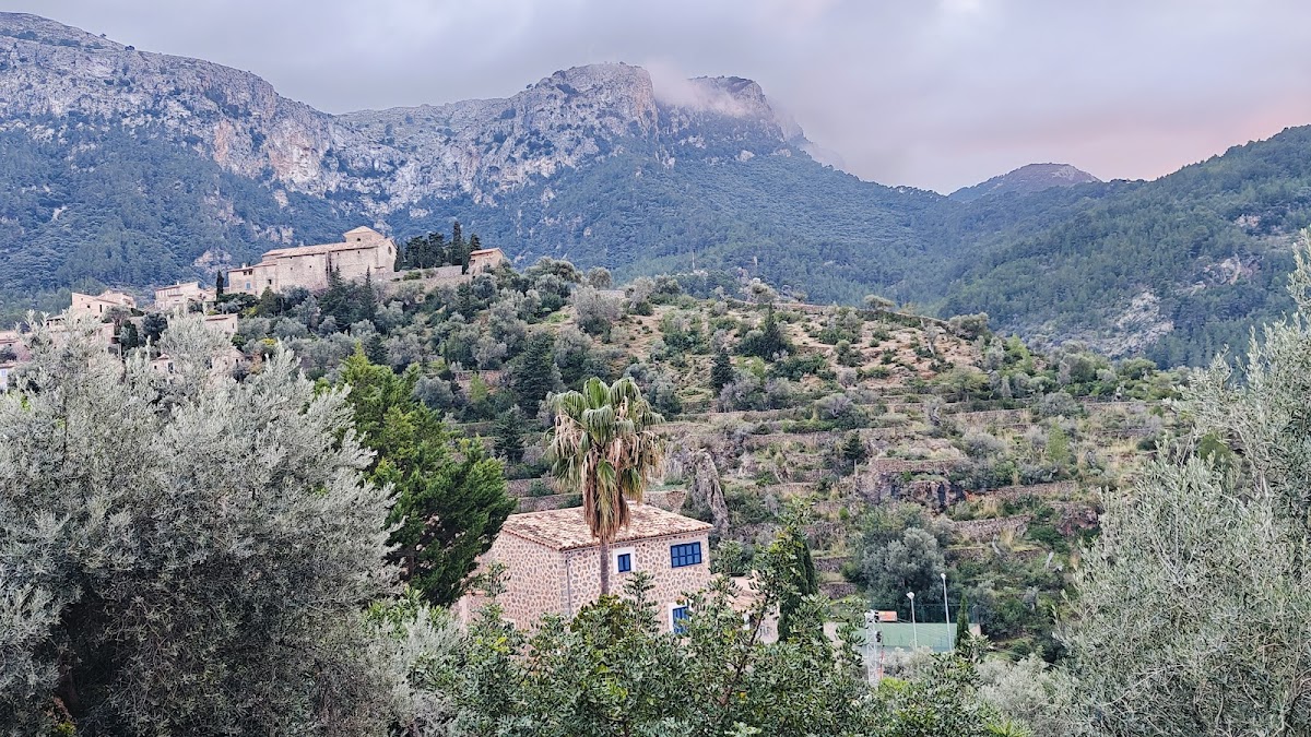 El Olivo