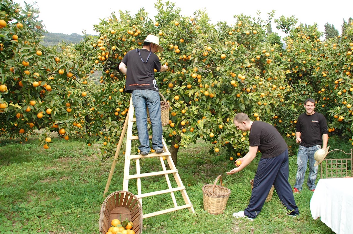 Cooperativa Agrícola de Sóller