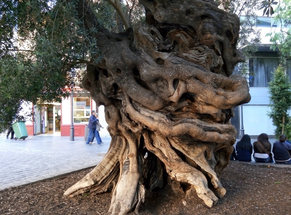 Plaça de Cort