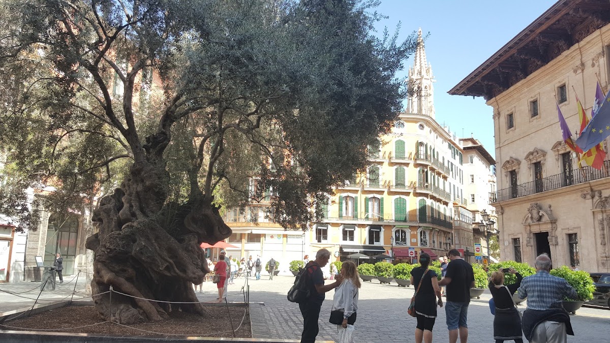 Plaça de Cort