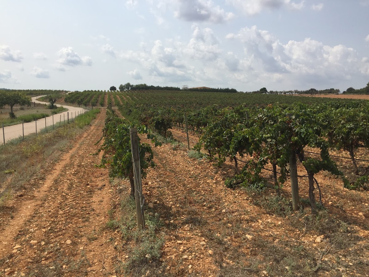 Bodega Finca Son Bordils