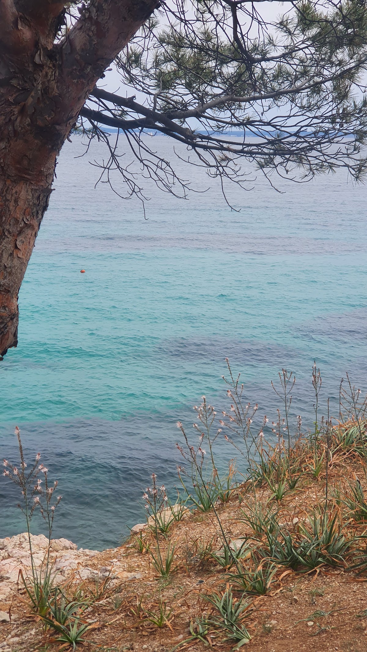 Punta de Marroig