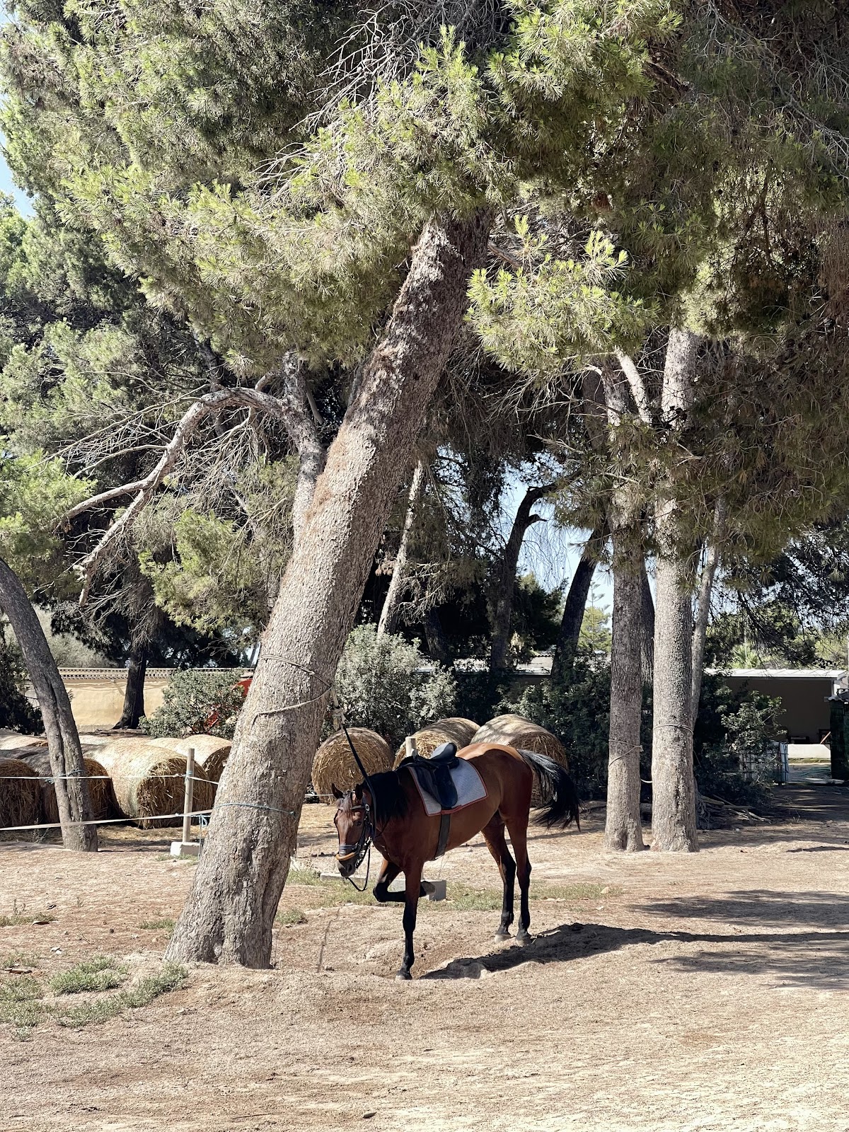 Rancho Ca'n Picafort