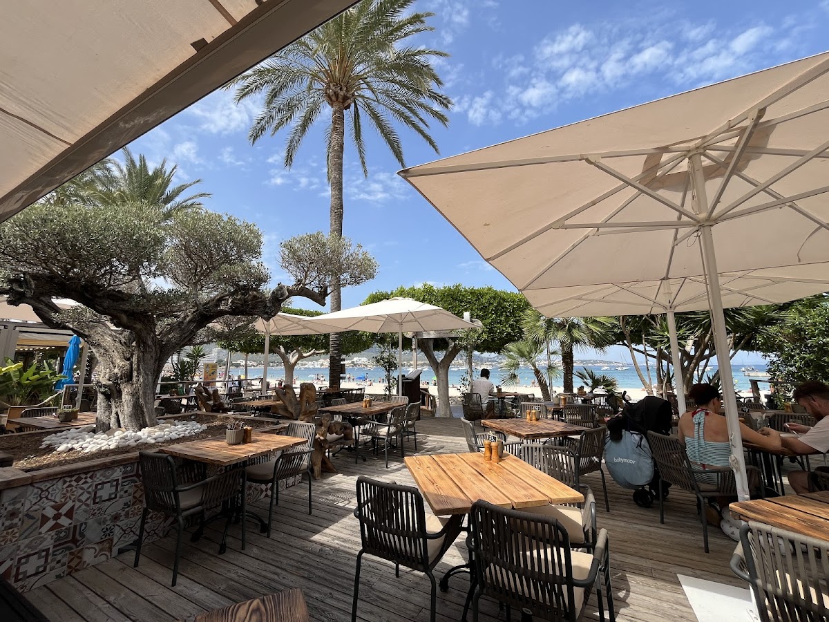 The Olive Tree