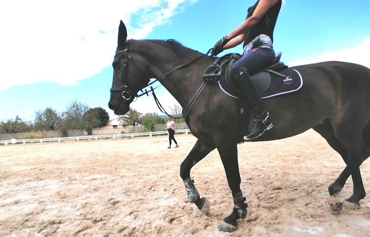 Palma Equestrian