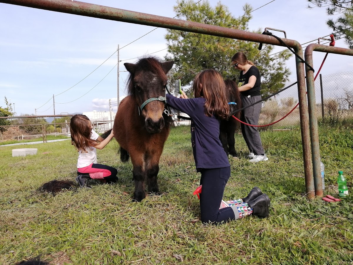 Palma Equestrian