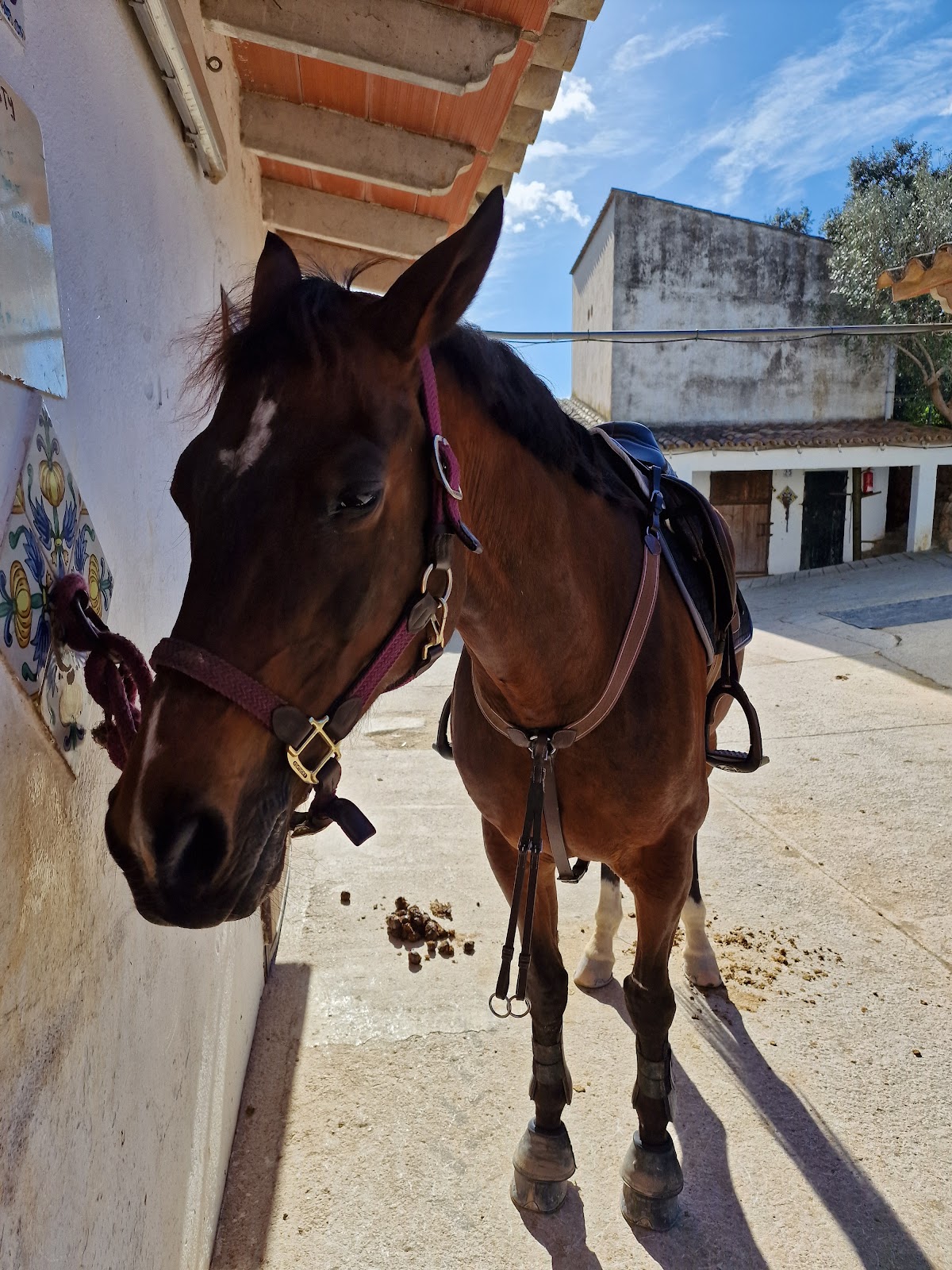 Son Molina