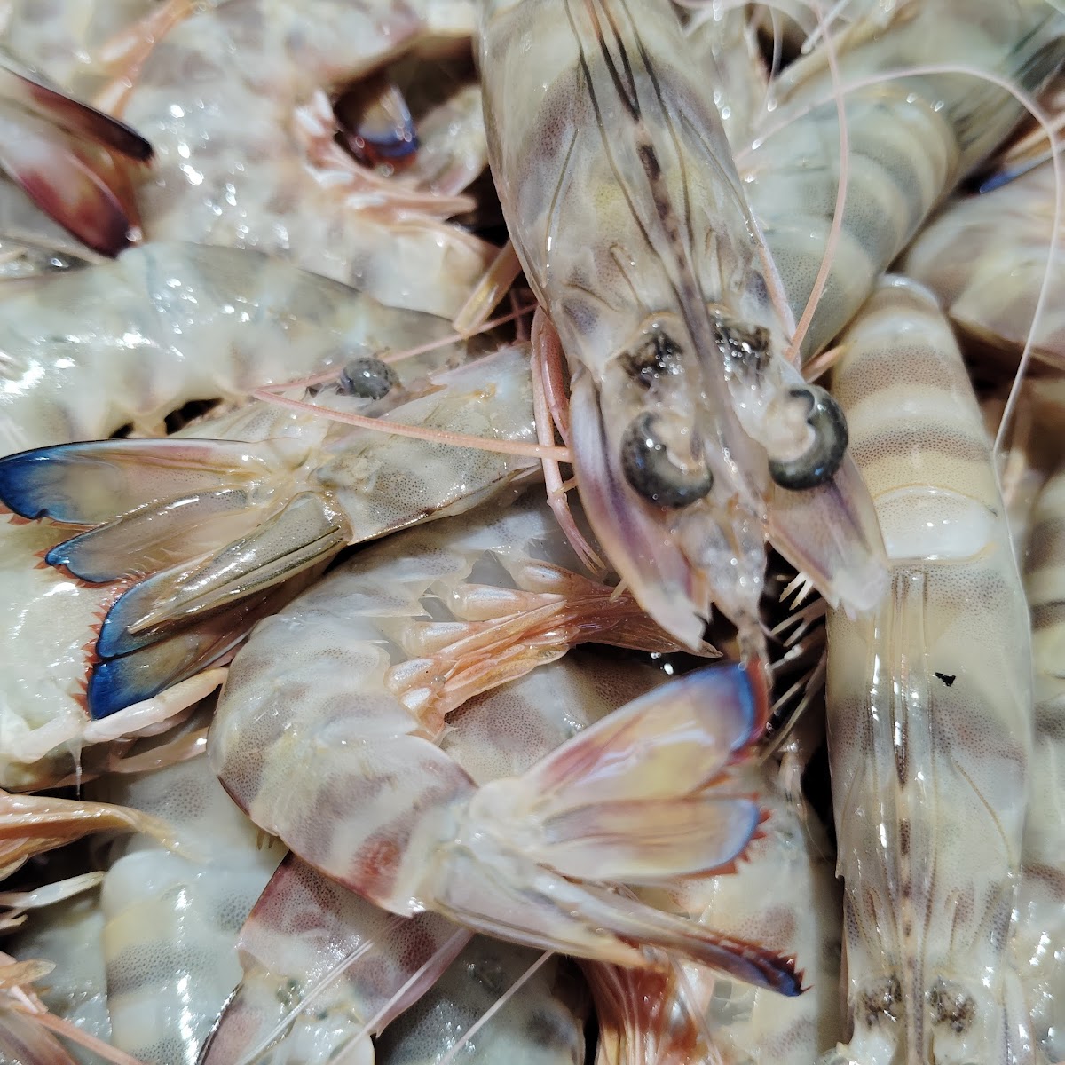 Pescadería - Marisquería El Puerto de Marcos