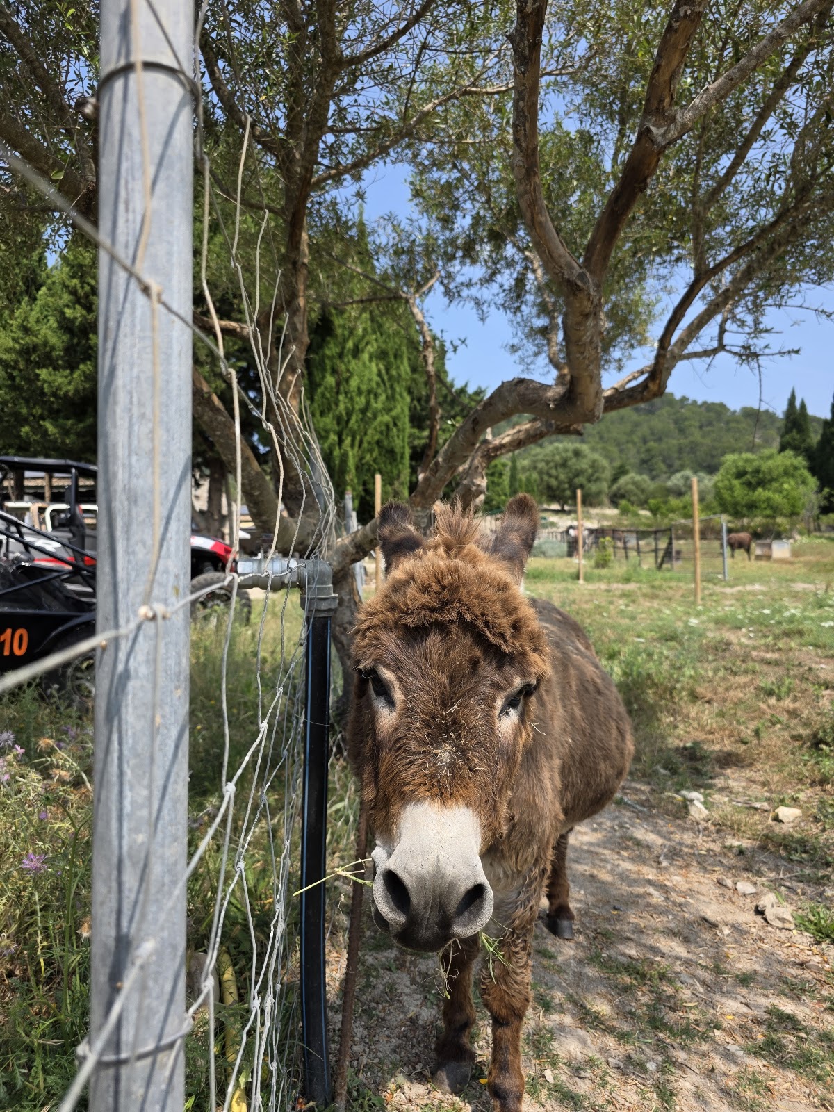 Mad Donkey Mallorca - Finca Ca´n Sureda